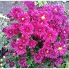 Саженец хризантемы мультифлора Сея Пурпур