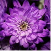 Саженец хризантемы мультифлора Сунд Пурпур (Фиолетовая )