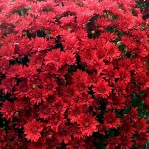 Саженец хризантемы мультифлора Зелос (Zelos) (Красная )