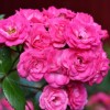 Саженцы штамбовой розы (3 шт. ) Роза Динки (Dinky)