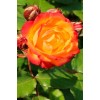 Комплект из 3-х штамбовых роз Румба (Rumba)