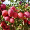 Комплект 5шт / Алыча Оленька (Средняя/Красная): фото и описание