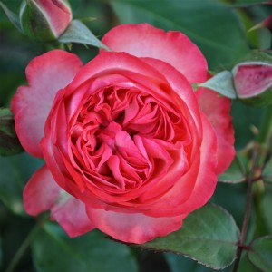 Саженец шраб розы Антик 89