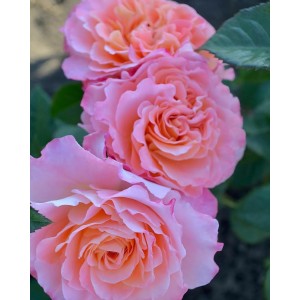 Саженец шраб розы Августа Луиза (Augusta Luise)