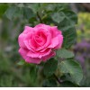 Саженец чайно-гибридной розы Бабкина