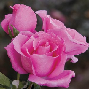 Роза Европа(чайно-гибридная)