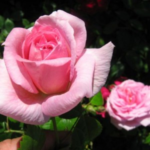 Саженец канадской розы Ламберт Клосс (Lambert Closse)