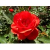 Саженец канадской розы Моден Файрглоу (Morden Fireglow)