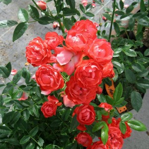 Саженец чайно-гибридной розы Оранж Морсдаг