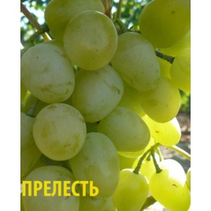 Саженец винограда Прелесть (Ранний/Белый)