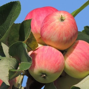 Саженец яблони Августа