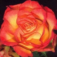 Саженец розы флорибунды Анимо