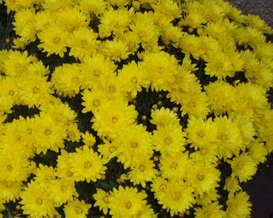 Саженец хризантемы мультифлора Пауло Еллоу (Paularo Yellow) (Желтая )