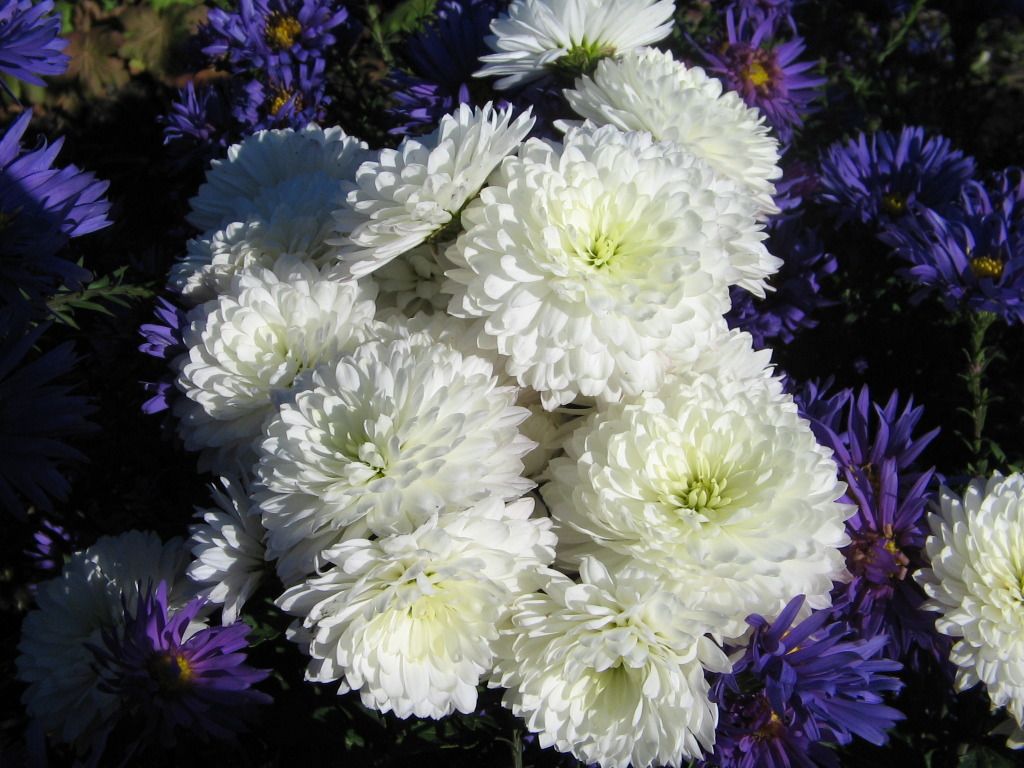 Саженец крупноцветковой хризантемы Школьница
