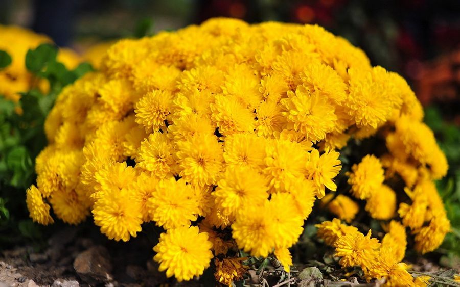Саженец хризантемы мультифлора Солнышко (Желтая )