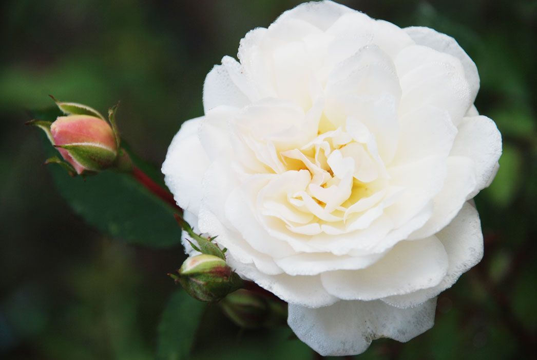 Саженец розы флорибунды Айсберг