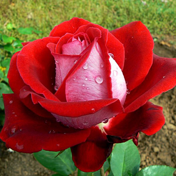Саженец чайно-гибридной розы Блю Бель