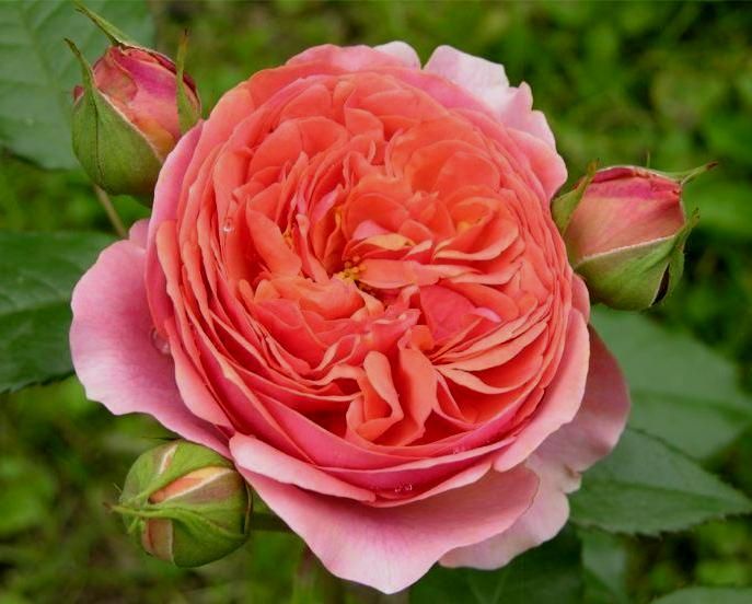 Саженец парковой розы Чиппендейл