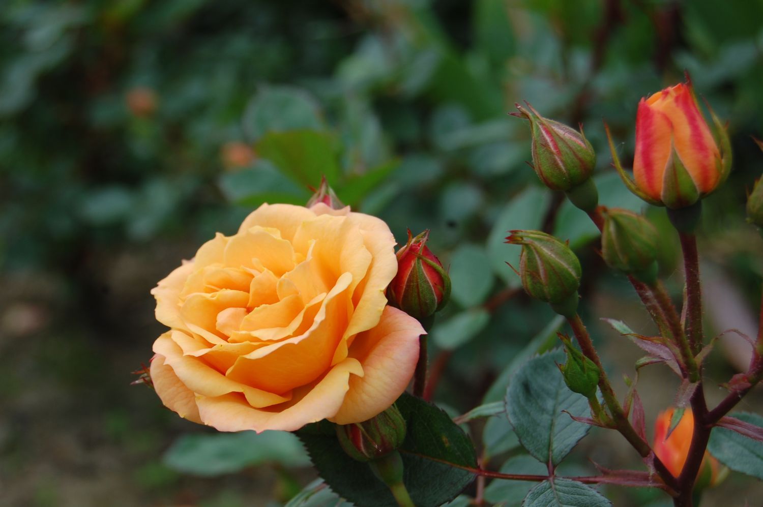 Саженец спрей розы Clementinte (Клементина)