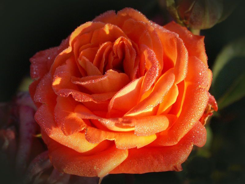 Саженец чайно-гибридной розы Фольклор