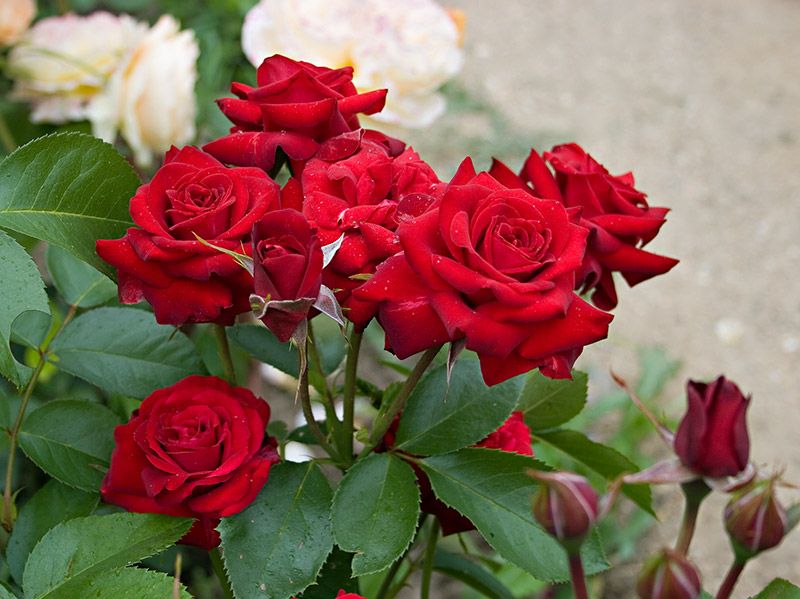 Саженец розы флорибунды Никколо Паганини