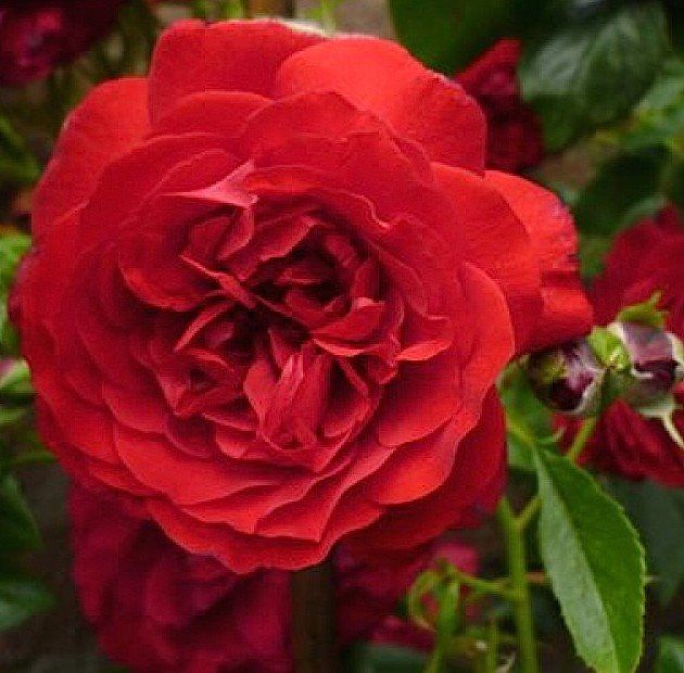 Саженец плетистой розы Бельканто