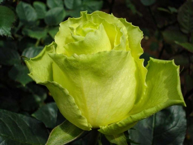 Саженец чайно-гибридной розы Таль