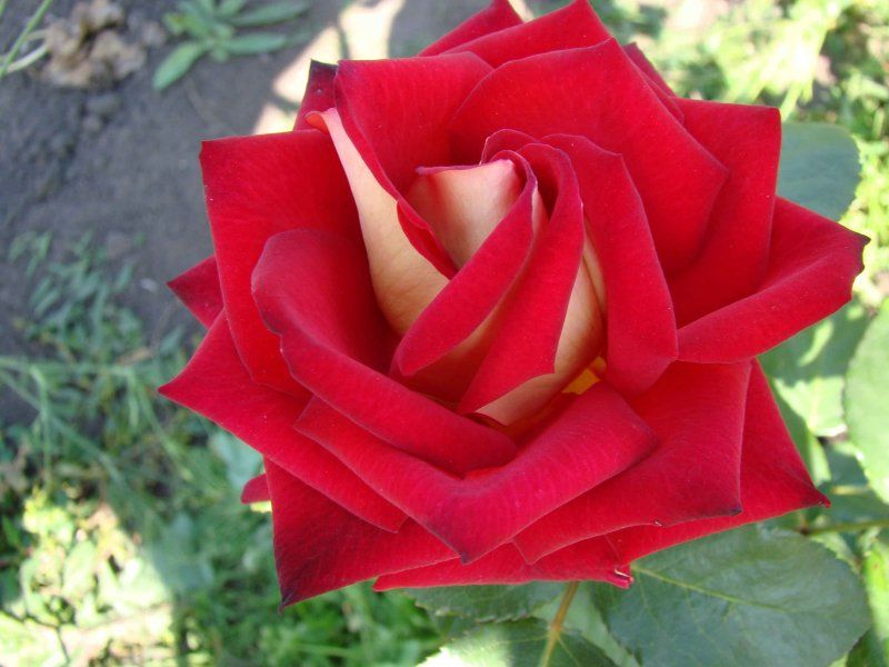Саженец чайно-гибридной розы Влюбель