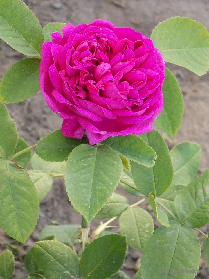 Саженец розы флорибунды Жанна Дарк