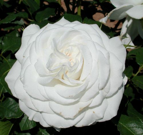 Саженец штамбовой розы Аннапюрна