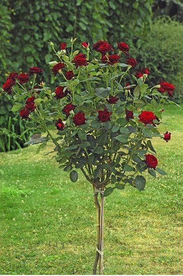 Саженец штамбовой розы Блэк Баккара