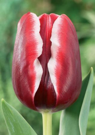 Луковица тюльпана Армани