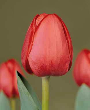 Луковица тюльпана Севелла