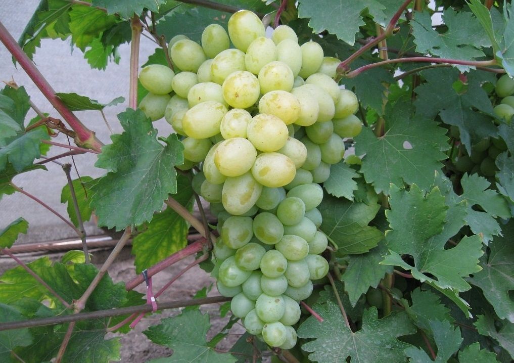 Саженец винограда Богатяновский (Средний/Белый)