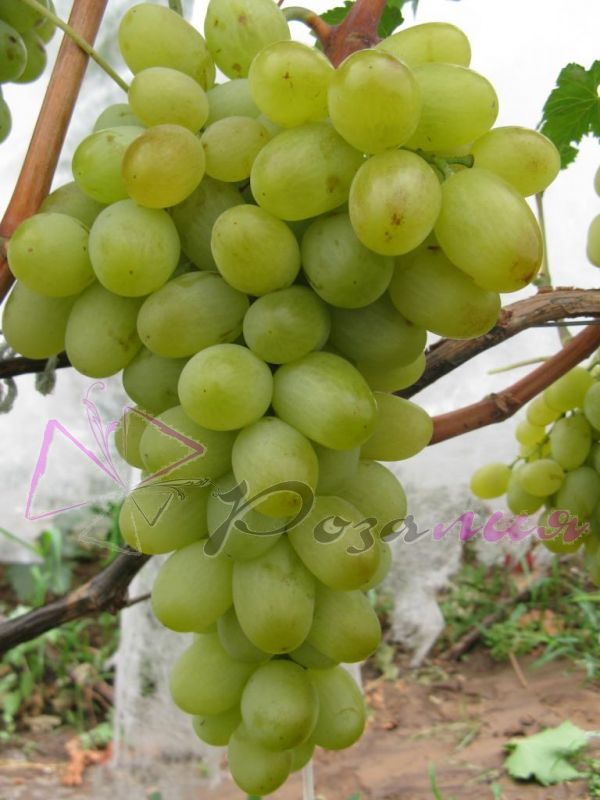 Саженец винограда Подарок Запорожью (Средний/Белый)