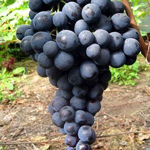 Саженец винограда Страшенский (Средний/Черный)