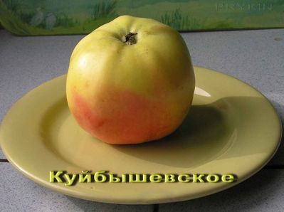 Саженец яблони Куйбышевское