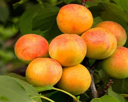 Саженец абрикоса Водолей (средний)