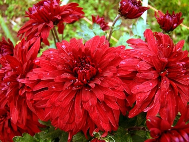 Саженец крупноцветковой хризантемы Дипломат (Diplomat) (Красная )