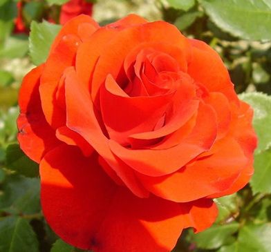 Комплект из 3-х штамбовых роз Ремембрэнс (Remembrance)