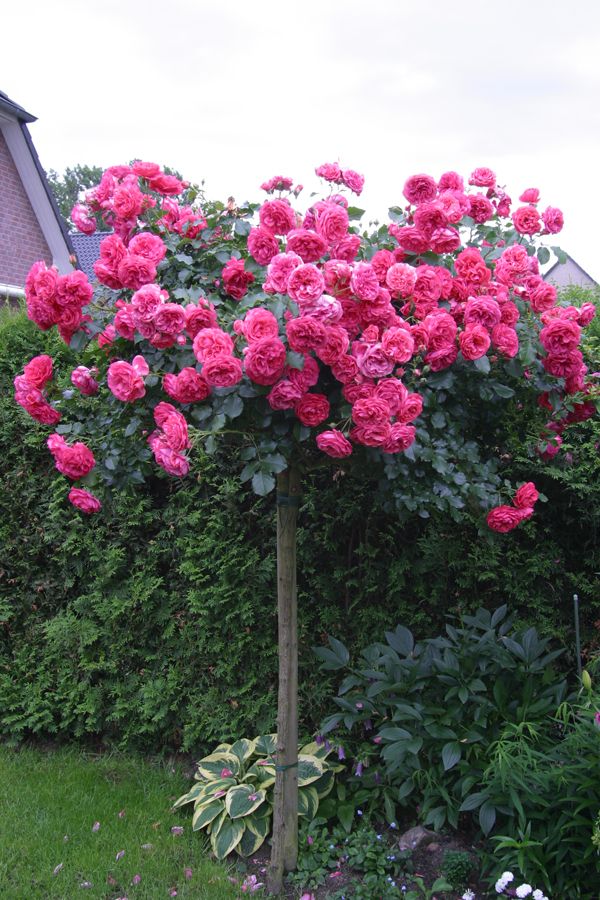 Саженцы штамбовой розы (3 шт. ) Роза Розариум Ютерзен  (Rosarium Uetersen)