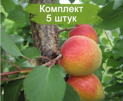 Саженцы абрикоса Сирена (Sirеnа) (поздний) -  5 шт.