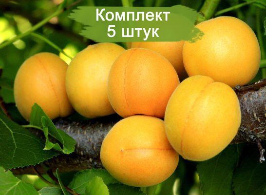Саженцы абрикоса Царский -  5 шт.