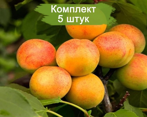 Саженцы абрикоса Водолей (средний) -  5 шт.