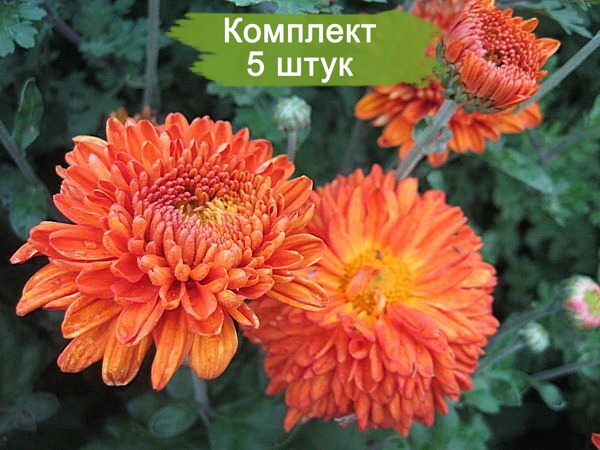 Саженцы среднецветковой хризантемы Пектораль  (Pectoral) (Оранжевая ) -  5 шт.