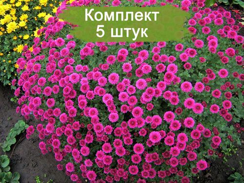 Саженцы хризантемы мультифлора Проксима (Proxima) (Сиреневая ) -  5 шт.