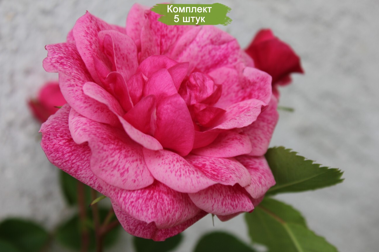 Саженцы канадской розы Морден Руби / Моден Руби (Morden Ruby) -  5 шт.