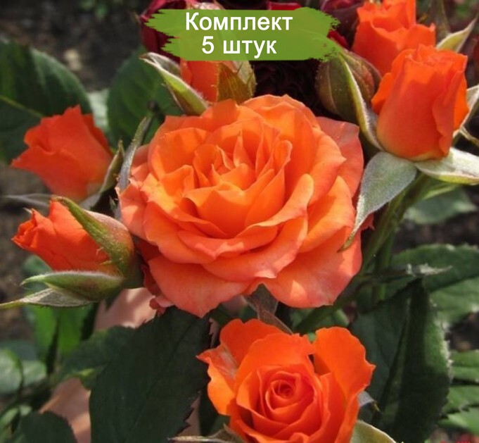 Саженцы кустовой розы Пламя -  5 шт.