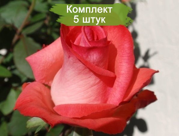Саженцы чайно-гибридной розы Рафаэлла (Raphaela) -  5 шт.