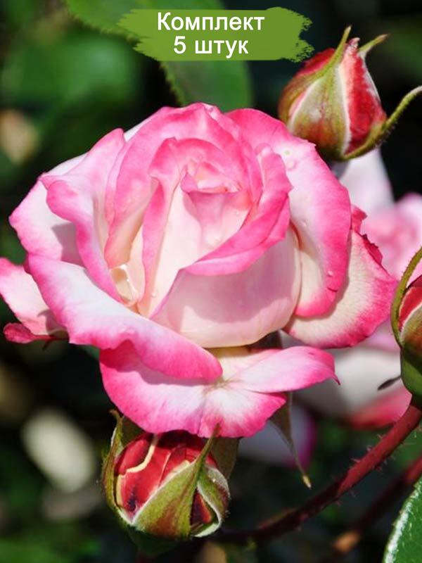 Саженцы полиантовой розы Роял Минуэто (Royal Minueto) -  5 шт.